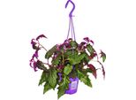 Pianta Da Appartamento Da Appendere Gynura Purple Passion Foglia Di Velluto Ortica Viola Pianta Da Appendere 14Cm