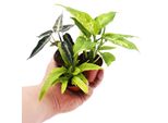 Pianta Mini Dieffenbachia Dieffenbachia Ideale Per Piccole Ciotole E Vasi Pianta Piccola In Vaso Da 5,5 Cm