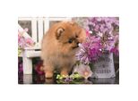 Trefl Puzzle Animali Carini: Cucciolo Curioso 54 Pezzi