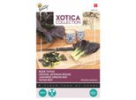 Buzzy Xotica Tatsoi Semi Rossi - Circa 1 Gr | Buzzy_080416