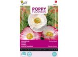 Buzzy Fiori Di Papavero Rhoeas Shirley Semi Singoli - Circa 1 Gr | Buzzy_080851
