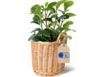 Creative Home Cesto In Vimini Con Manici Chiaro | 26 X 26 X 30 Cm | Intrecciato A Mano | Vaso Di Fiori, Per Riporre | Per Frutta, Bucato | Naturale