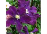 Hello Plants Clematis Warszawska Nike Pianta Rampicante Di Clematide - Ø 15 Cm - Altezza: 65 Cm