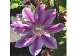 Hello Plants Clematis Dr Ruppel Clematide Rampicante - Ø 15 Cm - Altezza: 65 Cm