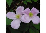 Hello Plants Clematis Montana Fragrant Spring Clematis Pianta Rampicante - Ø 15 Cm - Altezza: 65 Cm
