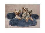 Letto Per Cani Merco Petsofa Grigio Scuro Taglia Xs