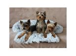 Letto Per Cani Merco Petsofa Grigio Chiaro Taglia Xs