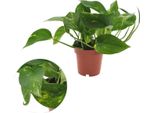 Epipremnum Aureum - Pianta Di Edera In Vaso Ø 12 / Altezza Circa 20 Cm Pianta Rampicante Pianta Pensile Di Facile Cura Pianta Da Appartamento