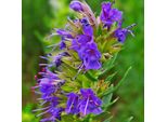 6 X Hyssopus Officinalis | Vaso 9Cm X 9Cm
