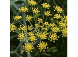 6 X Fenchel - Foeniculum Vulgare | Topf 9Cm X 9Cm
