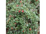 2 X Cotoneaster - Cotoneaster Suecicus 'Skogholm' | 30-40 Cm In Contenitore