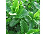 6 X Sumpf Dotterblume - Mentha Spicata 'Marocco' | Topf 9Cm X 9Cm