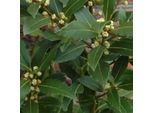 6 X Tuttavia Lorbeer - Laurus Nobilis | Topf 9Cm X 9Cm