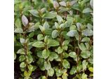 6 X Menta Piperita - Mentha Piperita 'Nigra' | Vaso 9 Cm X 9 Cm