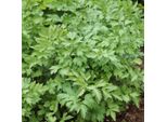 6 X Levistico - Erba Verme - Levisticum Officinale | Vaso 9Cm X 9Cm