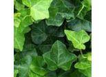 2 X Efeu Hibernica - Hedera Hibernica | 60-80 Cm In Contenitore