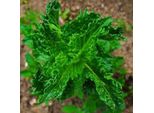 6 X Menta Marocchina - Mentha Spicata 'Crispa' | Vaso 9 Cm X 9 Cm