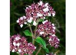 6 X Origano - Origanum Vulgare | Vaso 9Cm X 9Cm