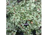 2 X Cotoneaster Procumbens 'Streib's Findling' | 15-20 Cm In Contenitore
