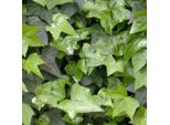6 X Edera Comune - Hedera Helix | Vaso 9Cm X 9Cm