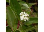 6 X Corniolo - Cornus Sericea 'Kelseyi' | Vaso 9 Cm X 9 Cm