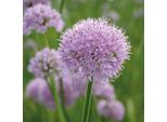 6 X Erba Cipollina - Allium Senscens 'Summer Beauty' | Vaso 9Cm X 9Cm