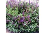 6 X Salvia Vera - Salvia Officinalis | Vaso 9Cm X 9Cm