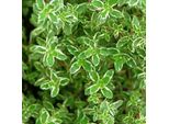 6 X Timo Limone - Thymus Citriodorus | Vaso 9 Cm X 9 Cm