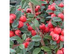 2 X Cotoneaster - Cotoneaster Suecicus 'Coral Beauty' | 40-60 Cm In Contenitore