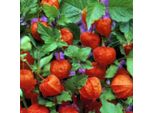 6 X Lanternafiore - Physalis Alkekengi Franchetii | Vaso 9Cm X 9Cm