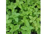 6 X Melissa Officinale - Melissa Officinalis | Vaso 9Cm X 9Cm