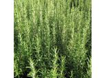 6 X Rosmarinus Officinalis | Vaso 9 Cm X 9 Cm