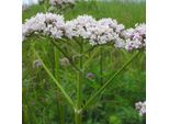 6 X Valeriana - Valeriana Officinalis | Vaso 9Cm X 9Cm