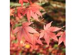 Acero Giapponese - Acer Palmatum 'Atropurpureum' | 50-60 Cm In Contenitore