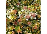 Abelie Grandiflora - Abelia Grandiflora 'Kaleidoscope' | 50-60 Cm In Vaso