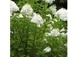 2 X Ortensia - Hydrangea Paniculata 'Grandiflora' | 40-50 Cm In Vaso