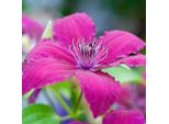 2 X Clematide - Clematis 'Ruutel' | 50-60 Cm In Contenitore