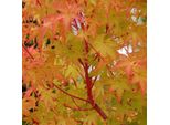 Acero Giapponese - Acer Palmatum 'Sangokaku' | 50-60 Cm In Contenitore