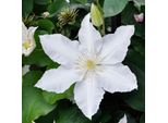 2 X Clematide - Clematis 'Gladys Picard' | 50-60 Cm In Contenitore