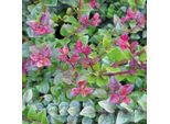2 X Caprifoglio - Lonicera Nitida 'Red Tips' | 20-25 Cm In Vaso