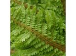 6 X Felce Morbida - Polystichum Setiferum 'Congestum' | Vaso 9 Cm X 9 Cm