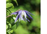 2 X Waldrebe Alpina - Clematis Alpina 'Frances Rivis' | 50-60 Cm In Container