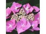 2 X Ortensia - Hydrangea 'Teller Rose' | 25-30 Cm In Vaso