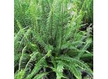 6 X Felce Spicata A Coste - Blechnum Spicant | Vaso 9Cm X 9Cm