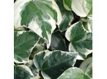 2 X Edera Nordafricana - Hedera Algeriensis 'Gloire De Marengo' | 50-60 Cm In Vaso