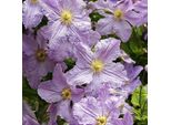 2 X Clematide - Clematis 'Blekitny Aniol' | 50-60 Cm In Contenitore