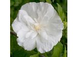 2 X Ibisco Selvatico - Hibiscus Syriacus 'White Chiffon' | 40-60 Cm In Contenitore