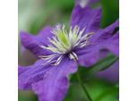 2 X Clematide - Clematis 'Rhapsody' | 50-60 Cm In Vaso