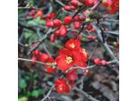 2 X Melo Ornamentale - Chaenomeles Superba 'Hollandia' | 30-40 Cm In Vaso