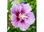 2 X Ibisco Da Giardino - Hibiscus Syriacus 'Ardens' | 40-60 Cm In Vaso